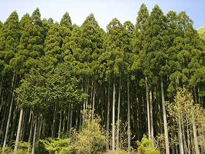 天然木である無垢材を使った「自然素材の家」